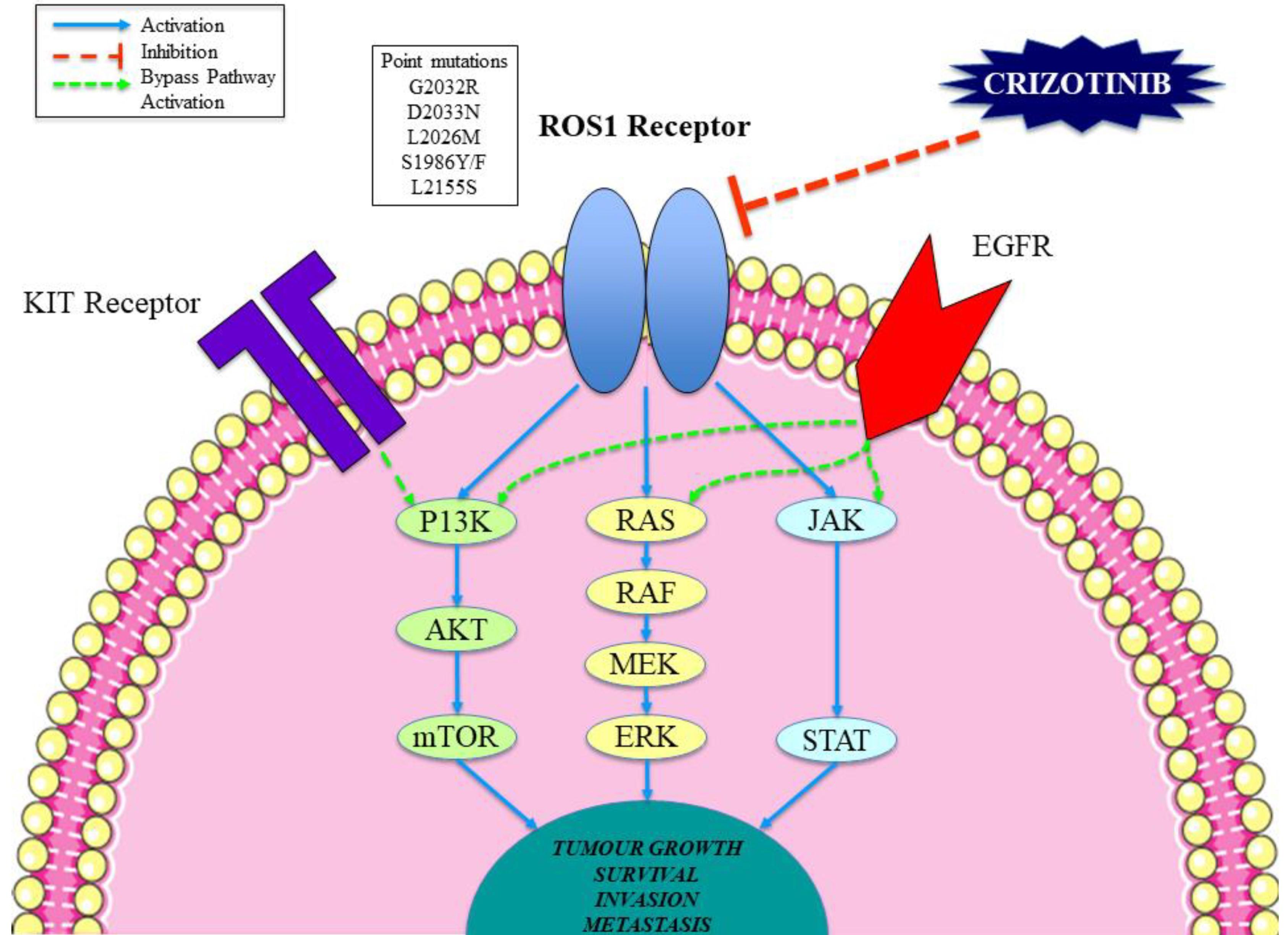 ĐỘT BIẾN ROS1 VÀ THUỐC ĐIỀU TRỊ